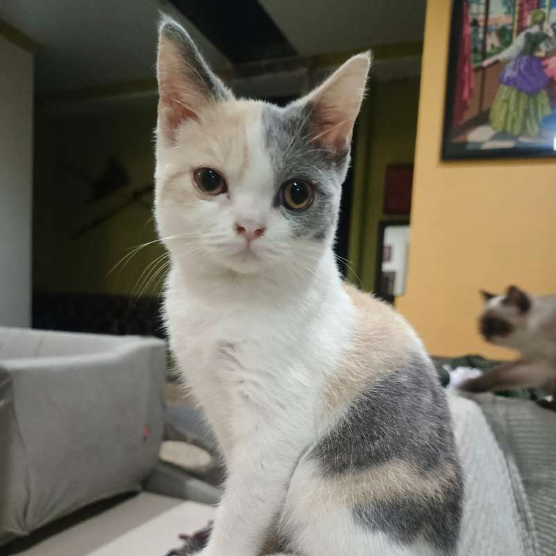 BSH Calico