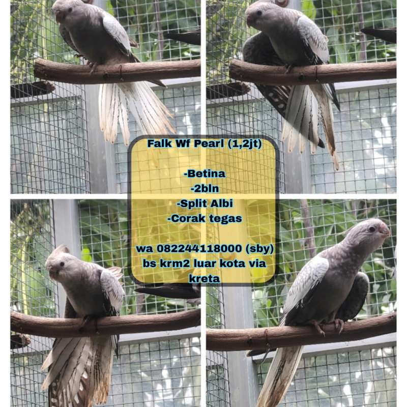 Falk Wf pearl (split albi)