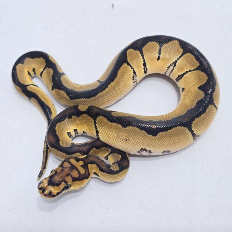 Clown Reduce Patern Keren