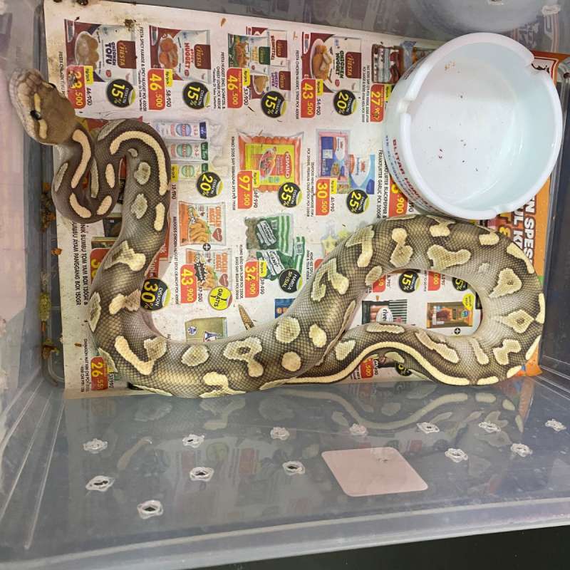 chocolate butter hypo