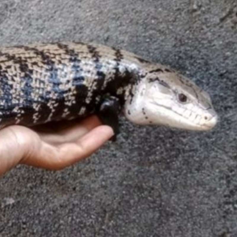 Panana Blue Tongque Halmahera