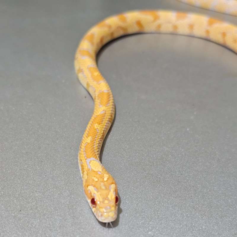 [Hybrid] Supercorn Albino het diffused
