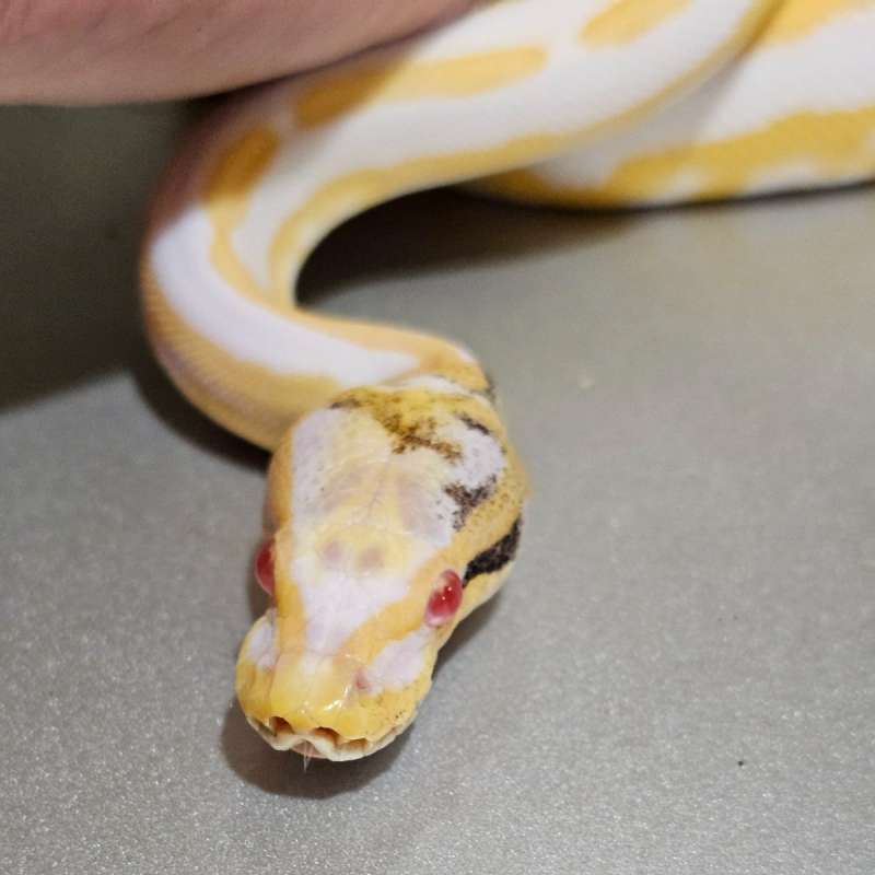 Blackpastel (Specter) Albino Paradox