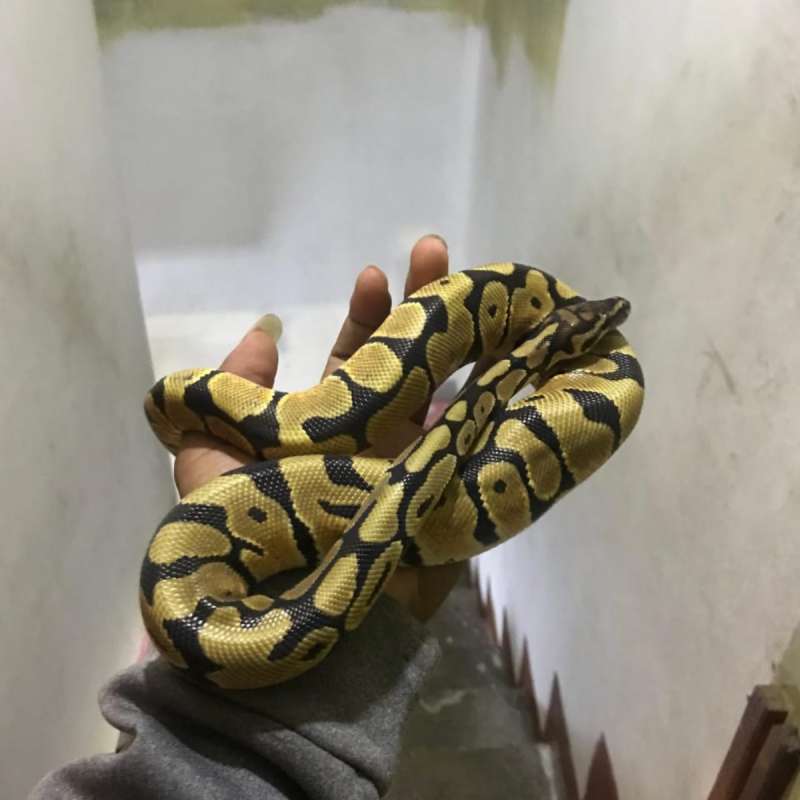 Ballphyton od spotnose het clown 66% het dg