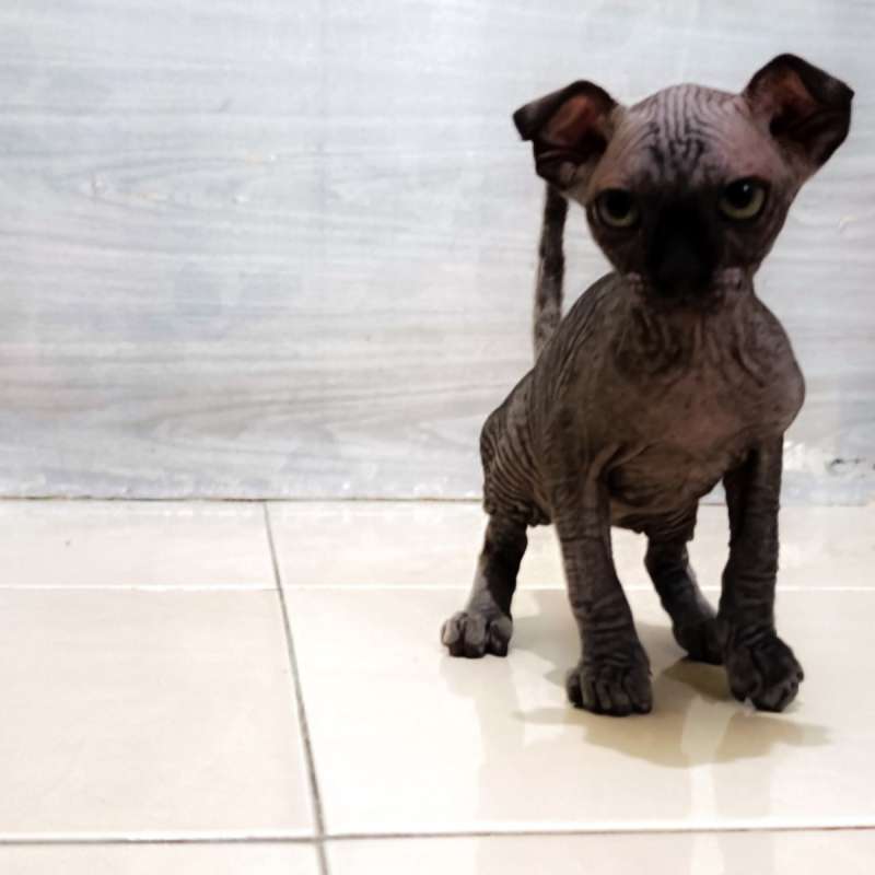Kucing Sphynx levkoy