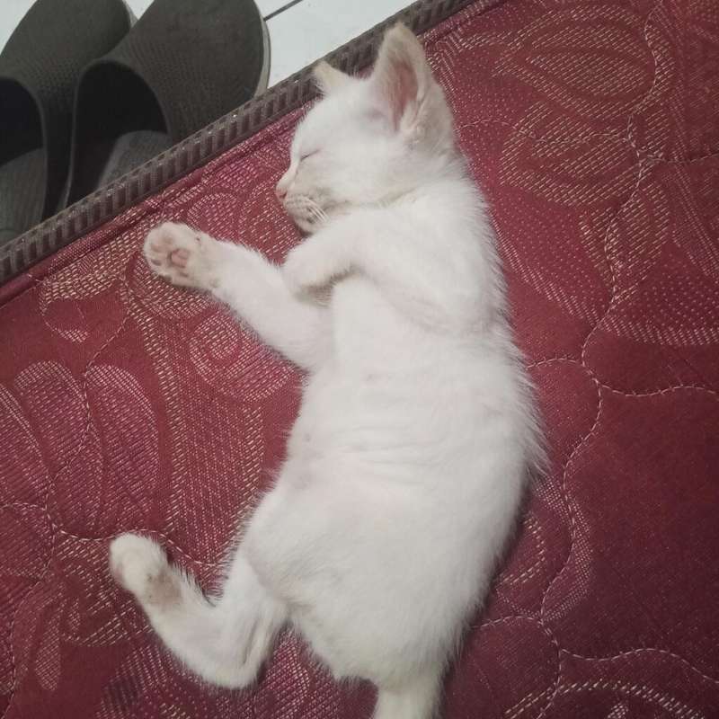 Kucing UNIK kaki 3. Anakan himalaya longhair sama short hair.. 6-9-2025