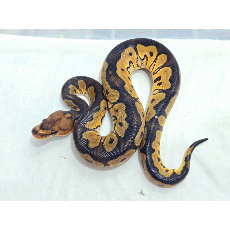 F Wookie Clown [RARE]