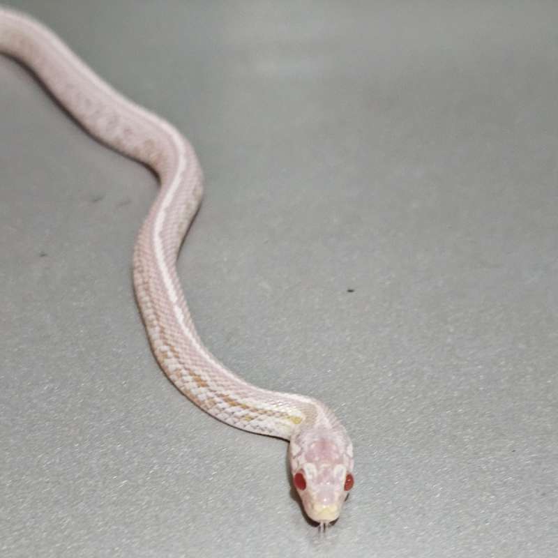 Snow (Masque) (Super) Tessera