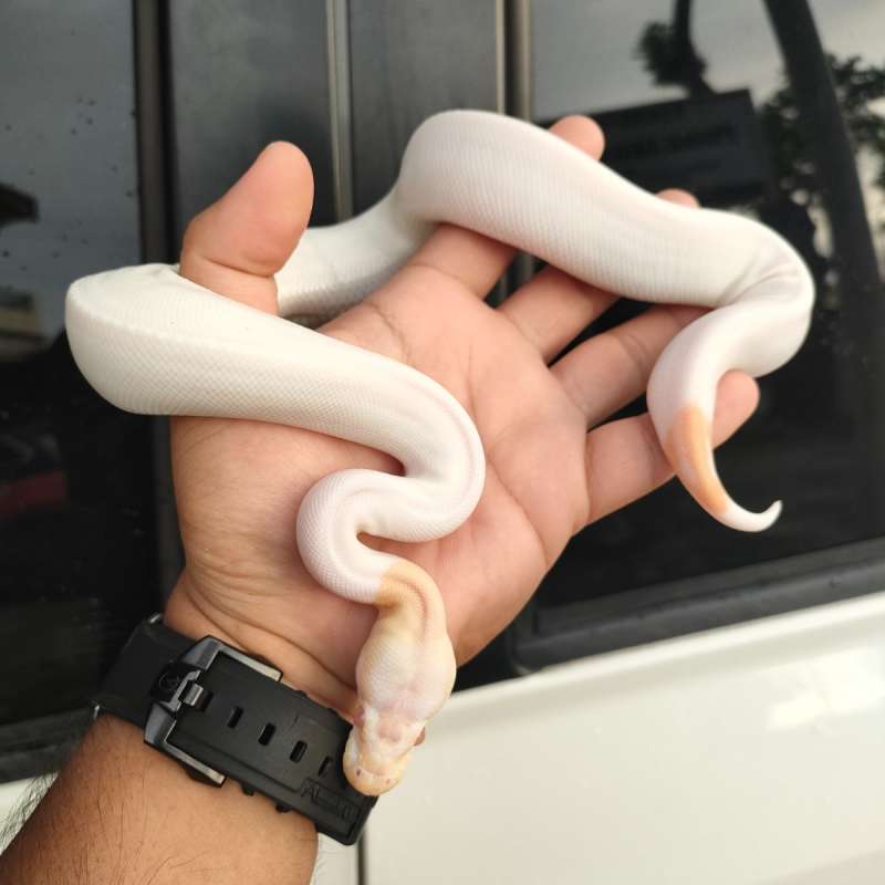 Ball Python