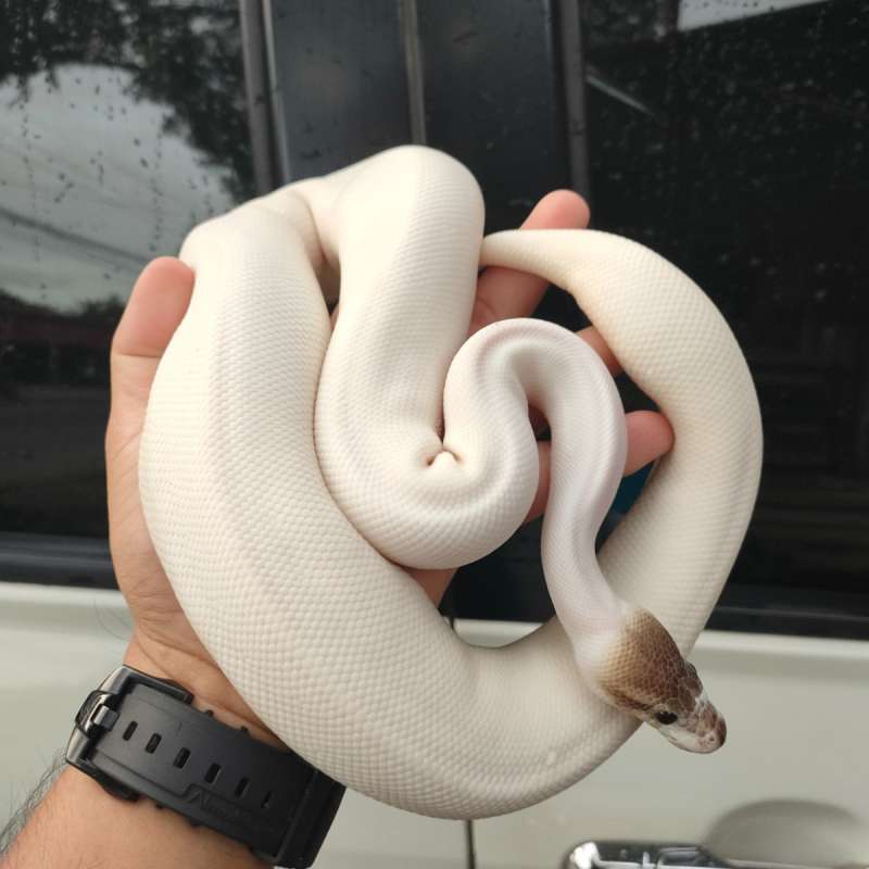 Ball Python