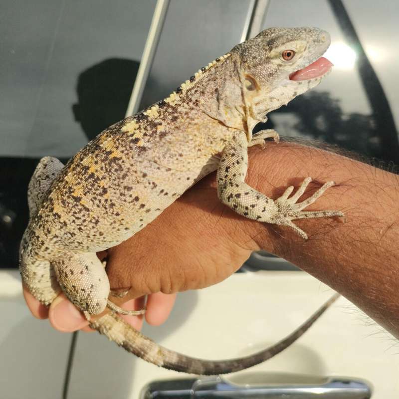 Banana Spiny Tailed Orange Phase