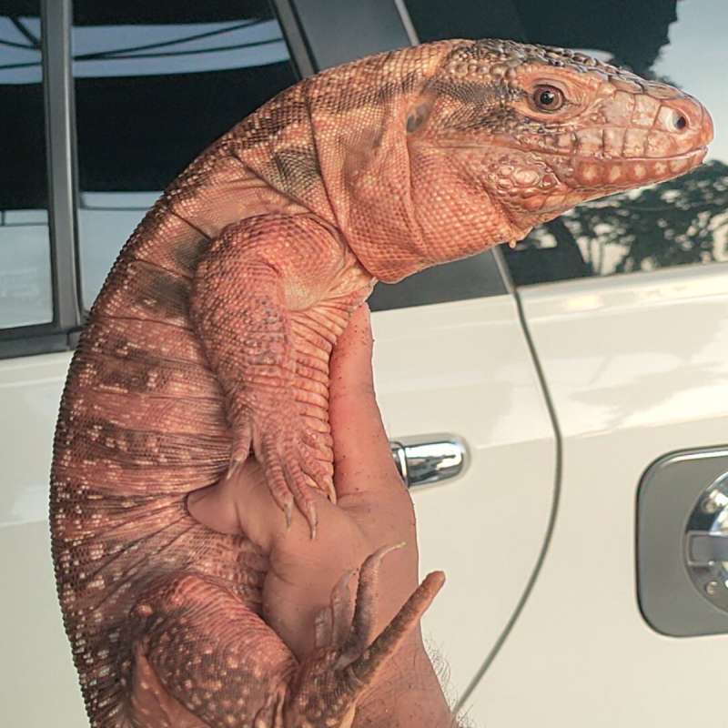 Red Tegu Male