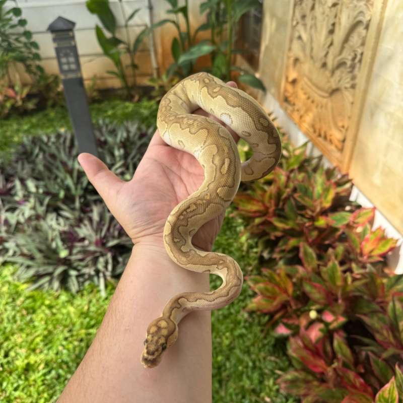 Butter Pastel Yellow Belly Clown Female