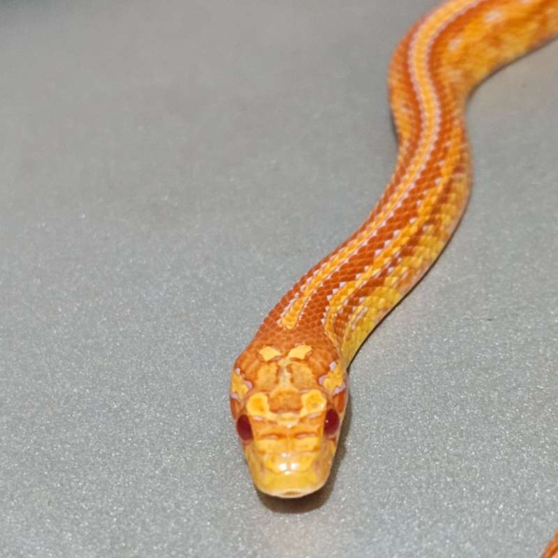 [Hybrid] Supercorn Albino Tessera