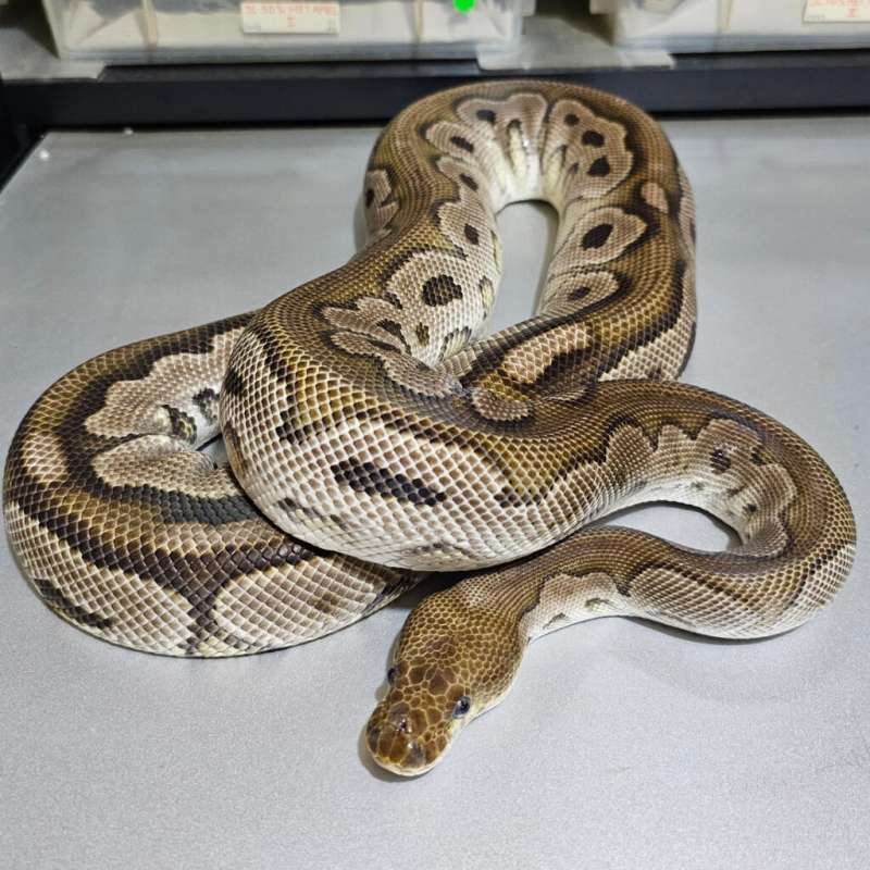 [Proven] Cinnamon Clown