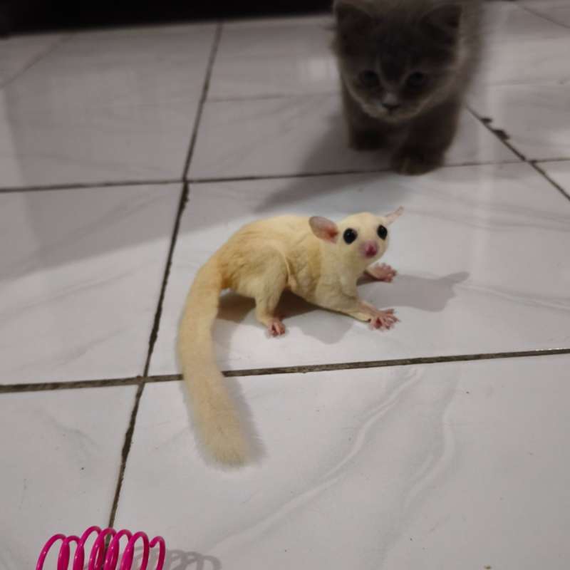 Sugar Glider Leucistic