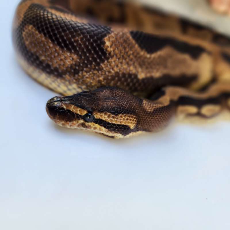 Leopard Pied Het Albino.