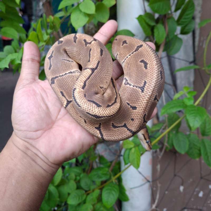 Ballpython Pinstripe Het Pied Baby UP