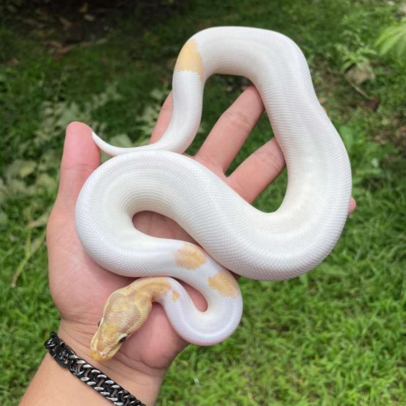 Banana pastel pied