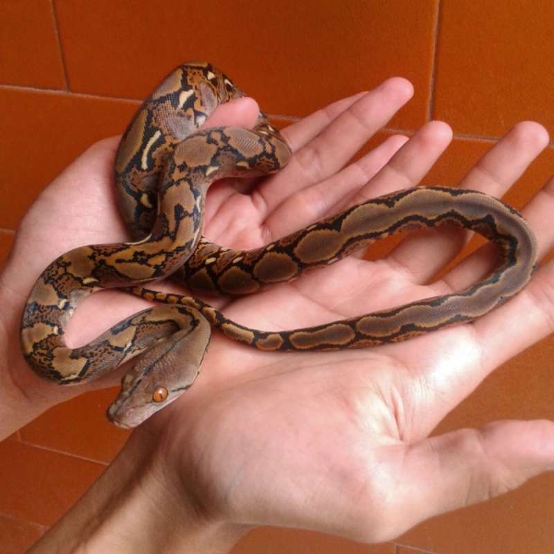 Raticulatus Python Het Tiger Plati