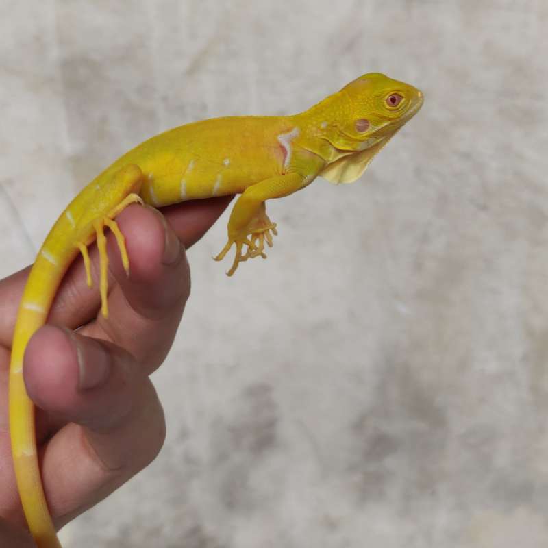 Albino Iguana PH Snow ( A )