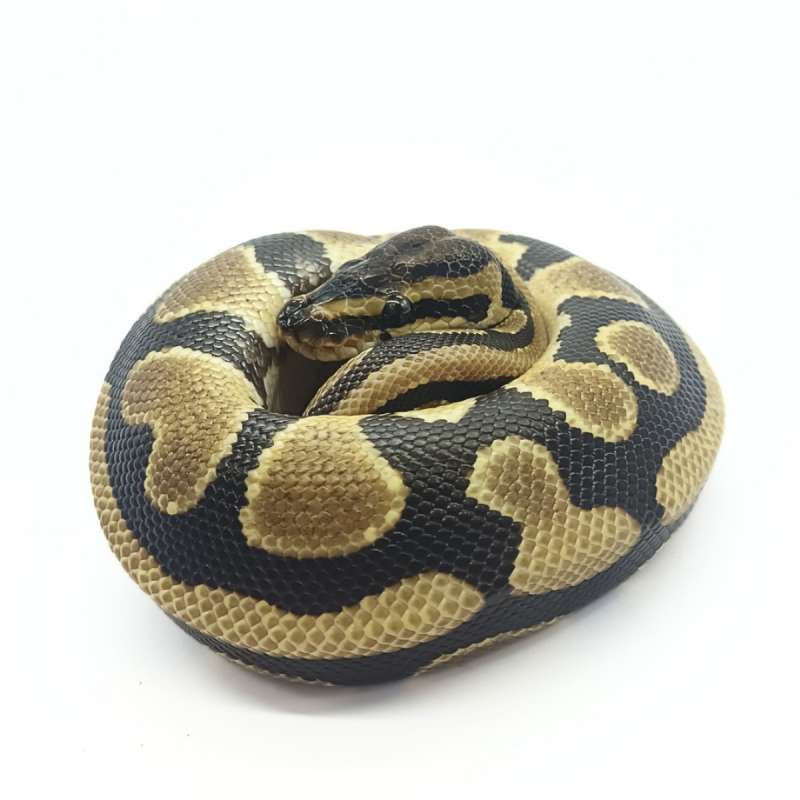 Specter 66% Het Pied