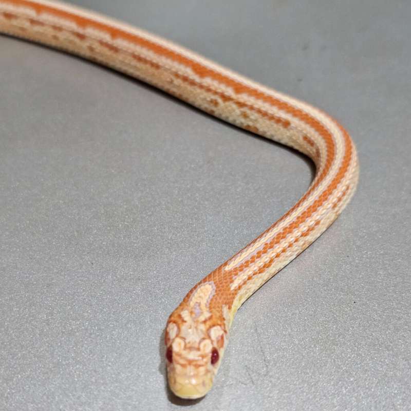 [Hybrid] Supercorn Albino Tessera