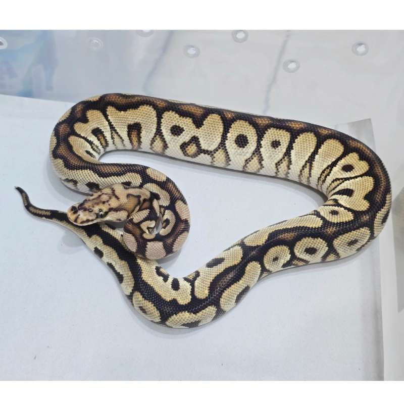 Spotnose Clown het DG
