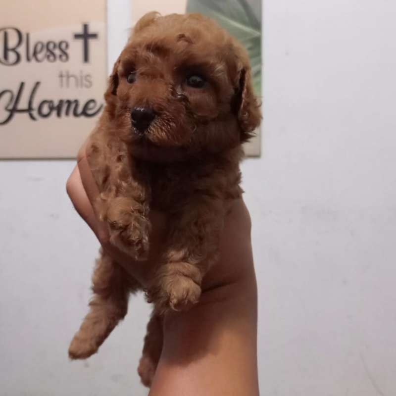 Red Tiny Poodle