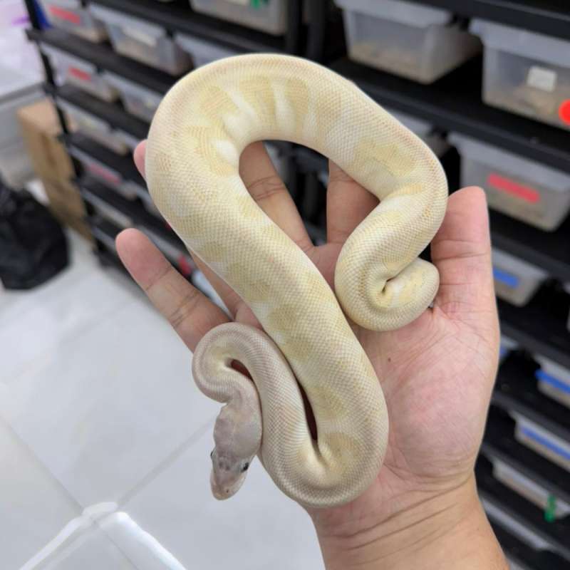 0.1 super phantom pastel yb clown