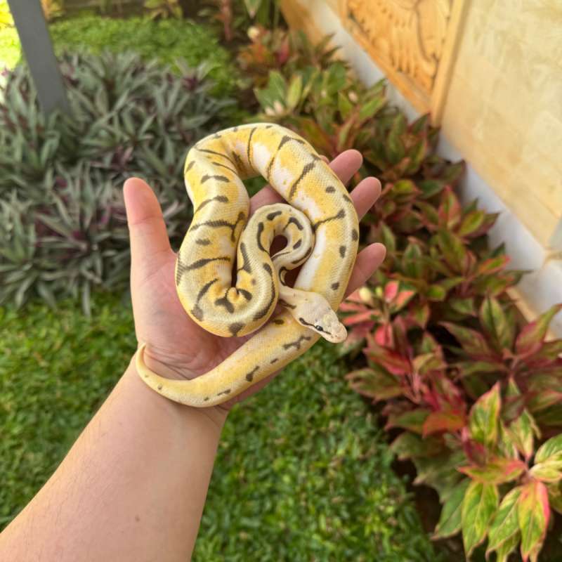 Enchi Killer Bee poss Calico