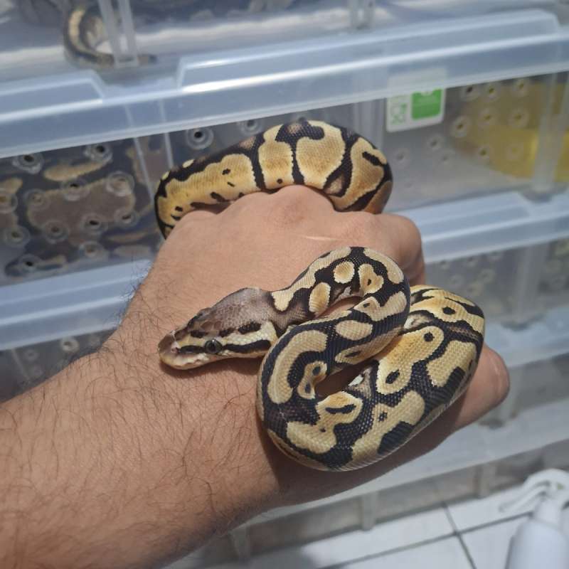 Hurricane pastel Enchi het clown Female