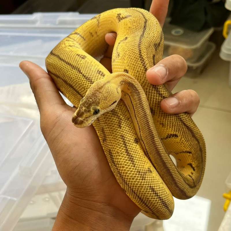 Leopard LemonBlast DH Desert Ghost Hypo Female