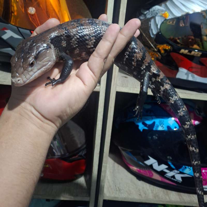 Panana Blue Tongque Halmahera