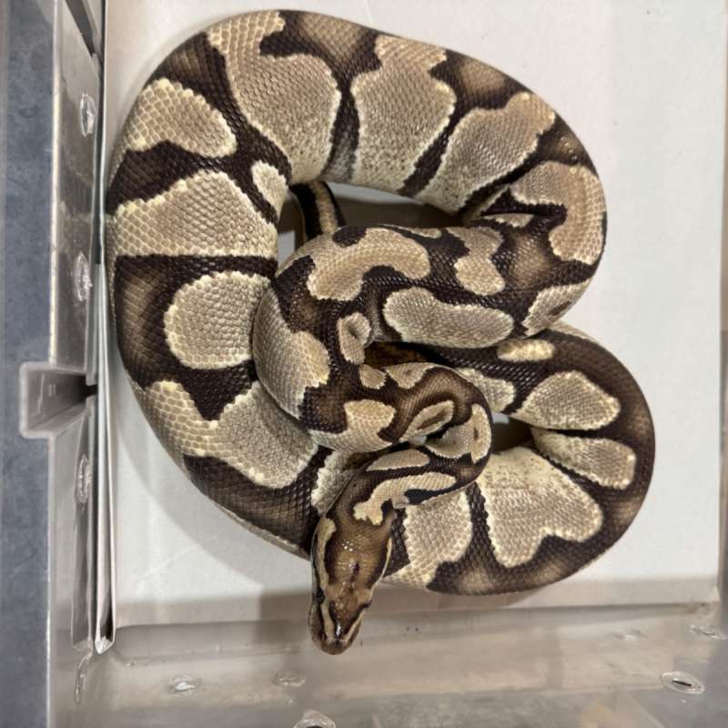 Enchi Het Desert Ghost ph Clown