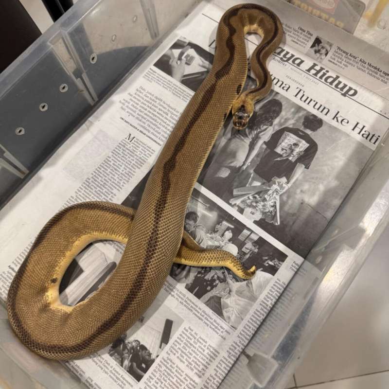 Enchi Leopard Clown Het DG M