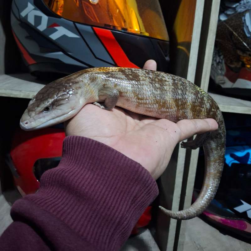 Panana Blue Tongque Tanimbar