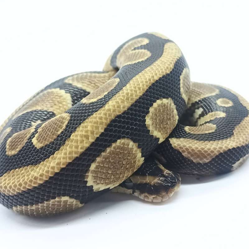 Specter 66% Het Pied