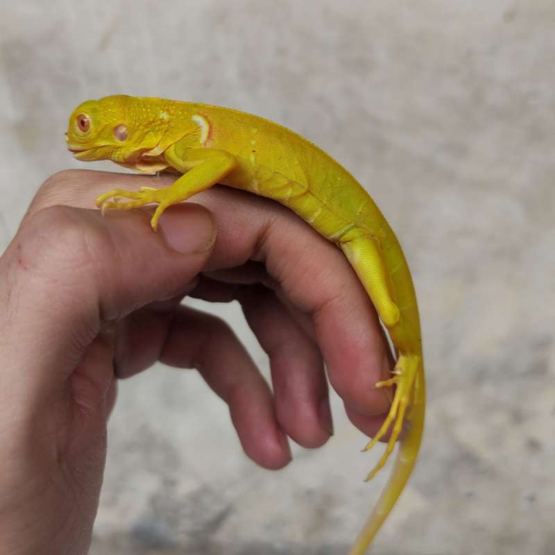 Albino iguana PH snow (B)