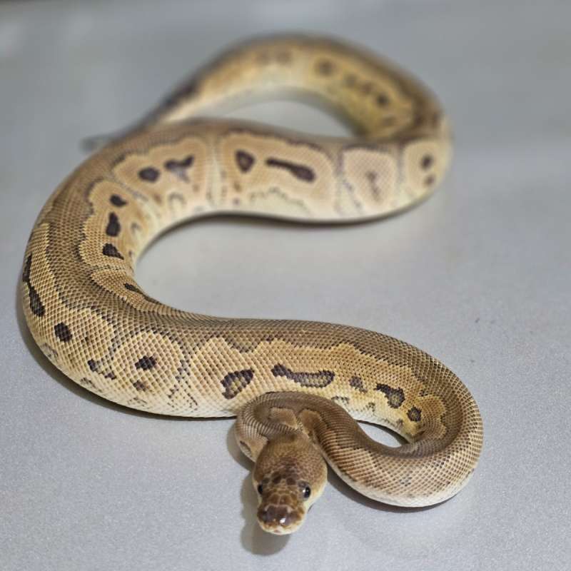 Redstripe Cinnamon Clown