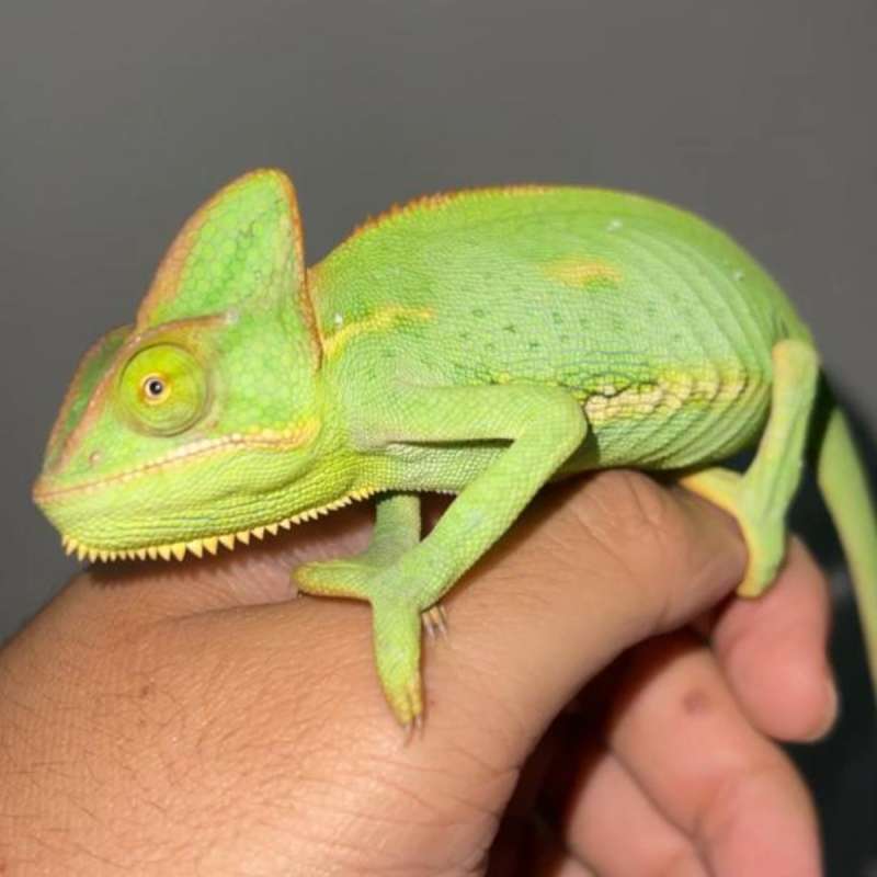 Veiled Chameleon