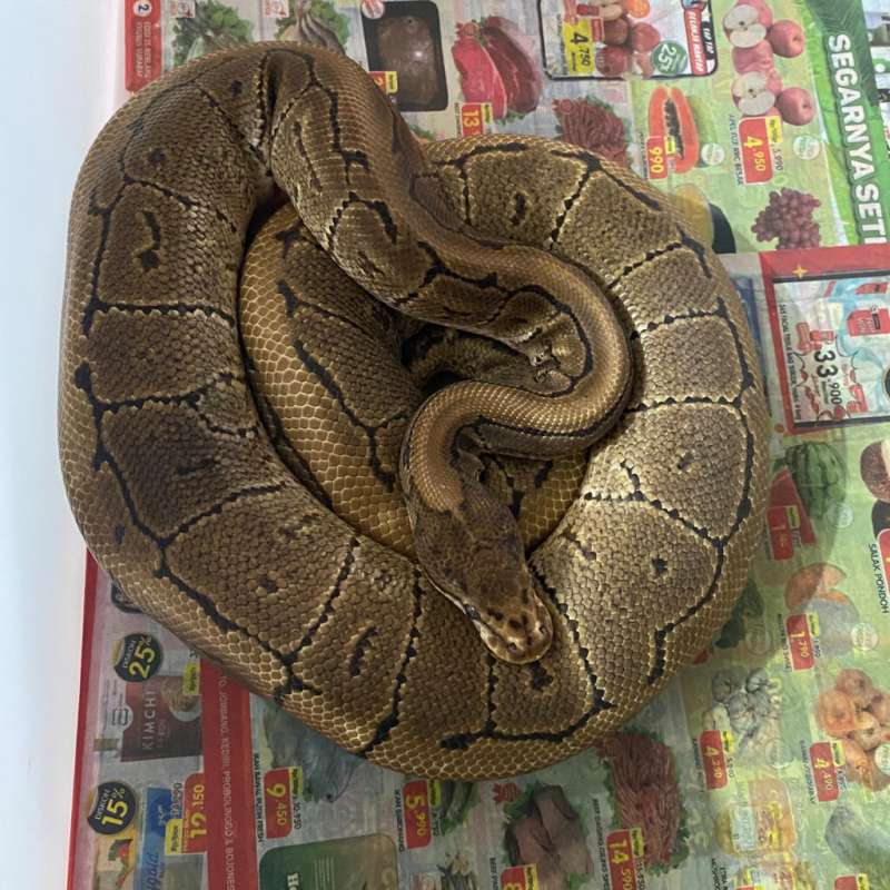 spotnose pinstripe het clown proven