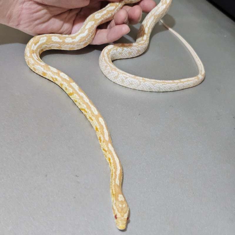 [Cs] Butter (Super)Tessera