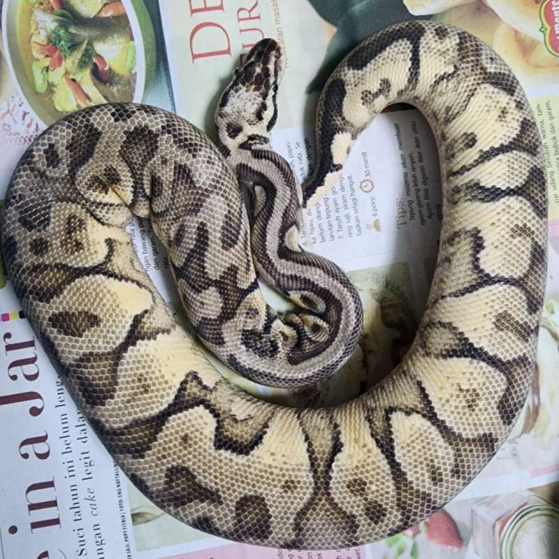 F Super Pastel YB het DG