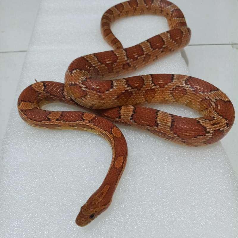 Cs FEMALE (MINUS) bagian anus bengkak tapi udAh kering