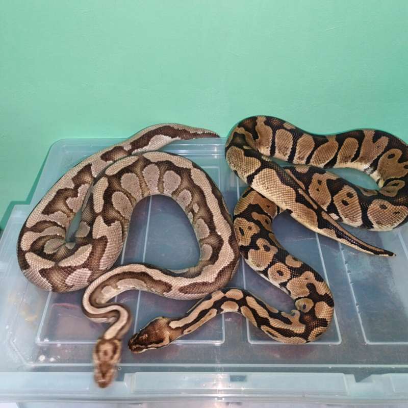 1 Pair Male Fire Specter Het Clown 100% (Proven) & Female Fire Poss Pastel / Firefly (Proven)