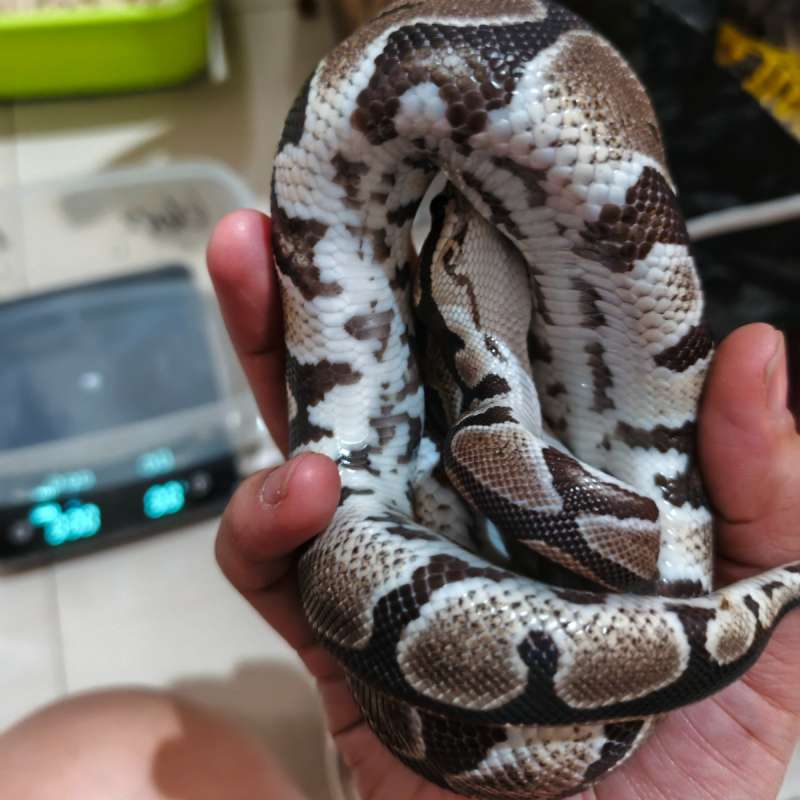 Female het Dessert Ghost ( F het DG )