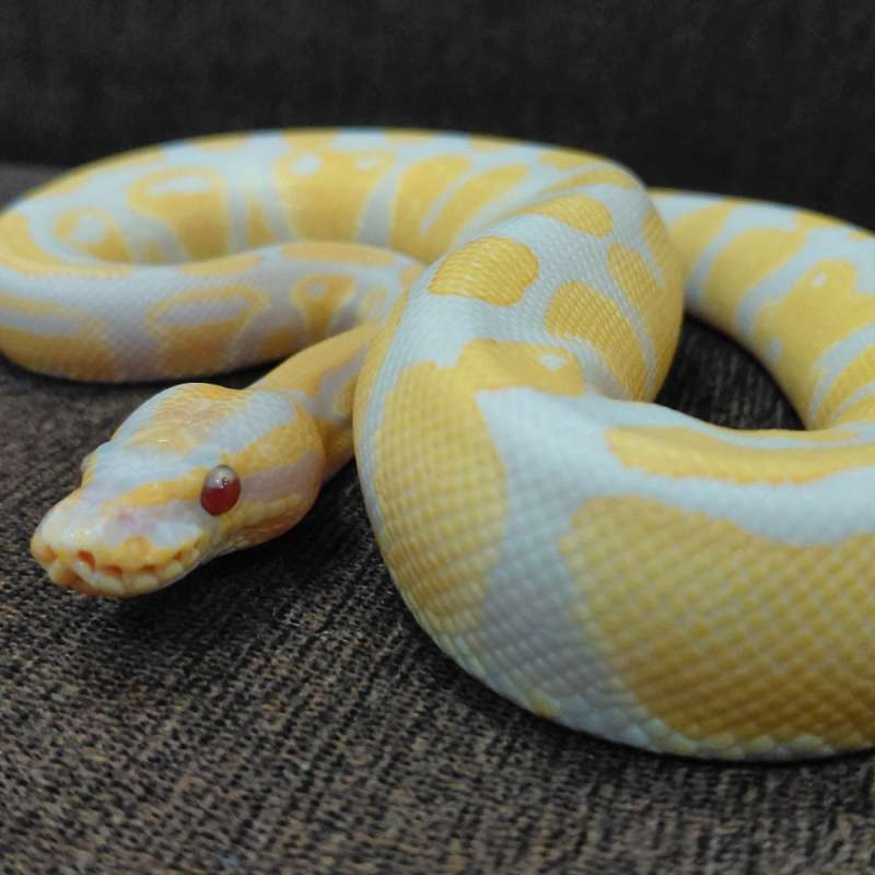 Lavender Het Pied Posshet Clown