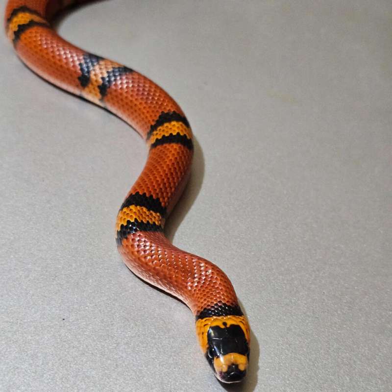 [Ms] [Proven] Honduran Tangerine