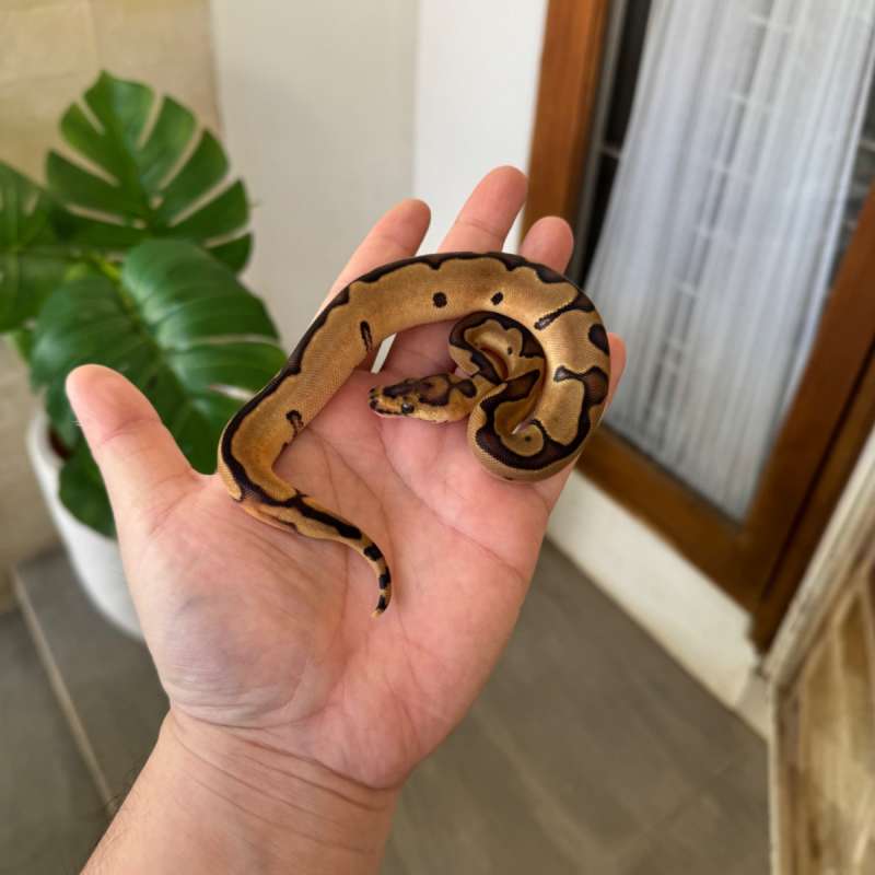[RARE] Enchi Clown Double Het Albino Pied